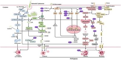 Programmed cell death and Salmonella pathogenesis: an interactive overview